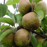 Egremont Russet