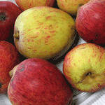 Harry Masters Jersey