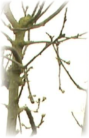 Basic tree management