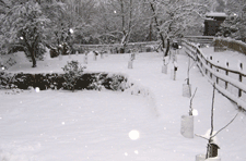Mark Shirley's garden orchard