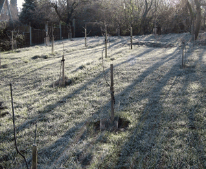 Mark Shirley's garden orchard