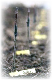 Pre selection decisions